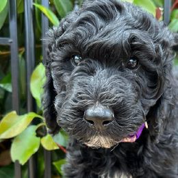 Angela - Labradoodle puppy in Atascadero, California from Classic Poodles and Doodles