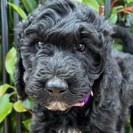 Angela - Labradoodle puppy in Atascadero, California from Classic Poodles and Doodles