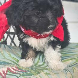 Boy - White and black male Bordoodle puppy in Junction, Utah from Sugar Doodles