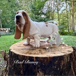 Bad Bunny - Red and white male Basset Hound puppy in Dingess, West Virginia from Tuckers' Howling Hounds