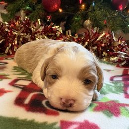 Penny - Cream female Aussiedoodle puppy in Maysville, Missouri from Mini AussieDoodles on Meadow Lane