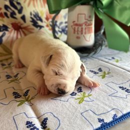 Male Picking spot 4 - White and black male Dalmatian puppy in Hawkins, Texas from Snow Dalmatians