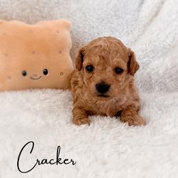 Cracker - Apricot male Maltipoo puppy in Kula, Hawaii from Toy Poodle & Maltipoo Maui