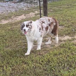Mabel - Australian Shepherd
