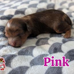 Pink Girl - Merle female Shihpoo puppy in Rockledge, Florida from Stormie's Doodles