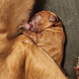 Labrador Retriever Puppies from Kelley's Red Clay Labradors