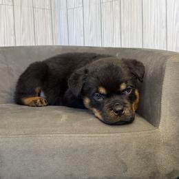 Black girl - Black and mahogany female Rottweiler puppy in Reno, Nevada from Vom Haus Flores