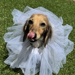 Lola - Dachshund