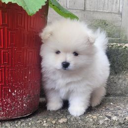 Thug - Cream male Pomeranian puppy in Brooklyn, New York from Svitlana's Pomeranians