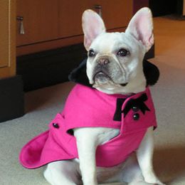 French Bulldog All Grown Up from Chitawee French Bulldogs