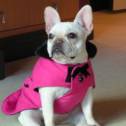 French Bulldog All Grown Up from Chitawee French Bulldogs