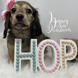Dachshund Puppies from Legacy Lane Dachshunds