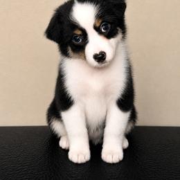 BTF1 - Black tri female Miniature American Shepherd puppy in Palacios, Texas from Coastal’s Miniature American Shepherds