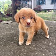 Boy 1 - Red male Nova Scotia Duck Tolling Retriever puppy in Lowell, Indiana from Bearfoot Aussies and Tollers