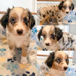 Blue Merle male 2 - Blue merle male Miniature Australian Shepherd puppy in Brooker, Florida from Honey, I Shrunk the Aussies