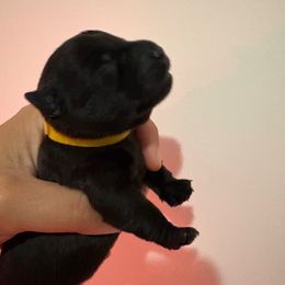 Lucy - Black female Scottish Terrier puppy in Stanford, Kentucky from Bluegrass Scottish Terriers