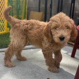 Hermés - Cream female Goldendoodle puppy in Las Vegas, Nevada from Puppies of the West