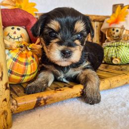 Autumn - Black and tan female Yorkshire Terrier puppy in Blacksburg, South Carolina from Hess Pooches LLC