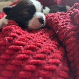 Teddy Bear - Tricolor male Shih Tzu puppy in Clearwater, Florida from Willow’s Playpen