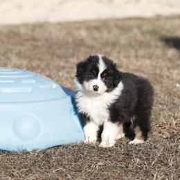 Girl 1 - female Australian Shepherd puppy in Warm Springs, Georgia from Out West Aussies
