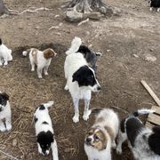 Karakachan puppies from Roan View Farm