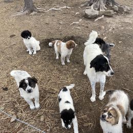 Karakachan puppies from Roan View Farm