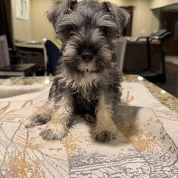 Boy 2 - Salt and pepper male Miniature Schnauzer puppy in Bloomington, California from Mini Beard Buster Kennel