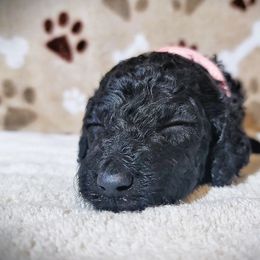 Poodle Puppies from Blue Paws Kennel