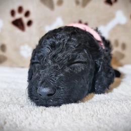 Poodle Puppies from Blue Paws Kennel