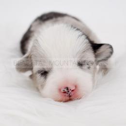 Rune - Brindle merle and white male American Corgi puppy in Santaquin, Utah from Blacktail Mountain Corgis