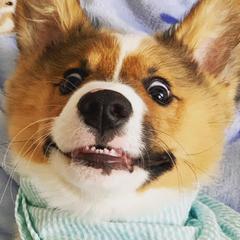 Pembroke Welsh Corgis from Ogeechee Creek Kennels