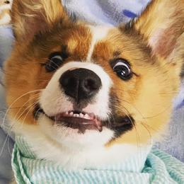 Pembroke Welsh Corgis from Ogeechee Creek Kennels