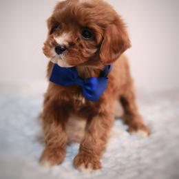 Bentley - Red male Cavapoo puppy in Apopka, Florida from Rae Precious Puppies
