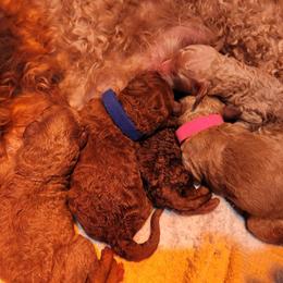 Blue collar - Red  male Poodle puppy in Stephentown, New York from Creme de la Poodle, standard poodles