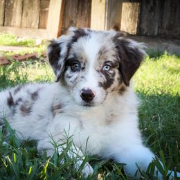 Australian Shepherd Puppies from Forte Australian Shepherds & Co.