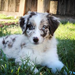 Australian Shepherd Puppies from Forte Australian Shepherds & Co.