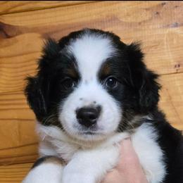 Hercules - Black tri male Miniature Australian Shepherd puppy in Hampton, Tennessee from TC Farms Stock Dogs - Miniature Australian Shepherds