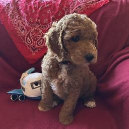 Red Collar boy - Rome (France) - Red  male Goldendoodle puppy in West Sacramento, California from Pomegranate Doodles