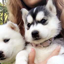 Siberian Husky Puppies from Douglas Mountain Farm and Kennel