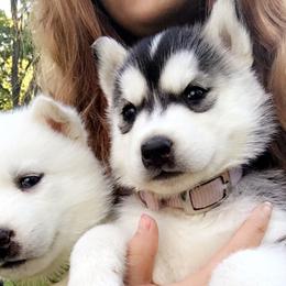 Siberian Husky Puppies from Douglas Mountain Farm and Kennel
