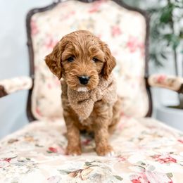Finn - Apricot male Goldendoodle puppy in Sulphur, Louisiana from Curly Q’s Of Carlyss
