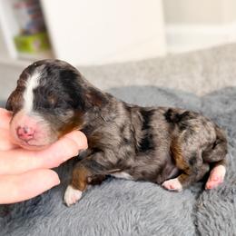 Ruby - Blue merle female Aussiedoodle puppy in Jacksonville, Florida from Lolo’s Aussiedoodle