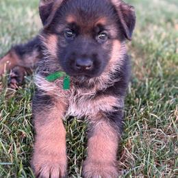 Boy 1 - Black and tan male German Shepherd puppy in La Salle, Colorado from Pure Heart German shepherds