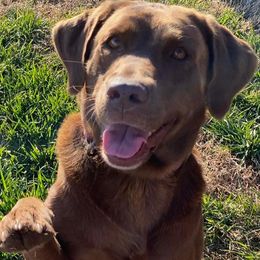 Labrador Retrievers from Hollywood Farm Labrador Retrievers