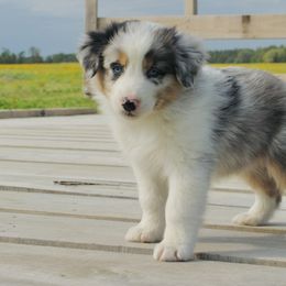 Australian Shepherd Puppies from Real McCoy Australian Shepherds