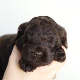 Purple - Chocolate female Australian Labradoodle puppy in Williamstown, New York from Lewis Manor Labradoodles