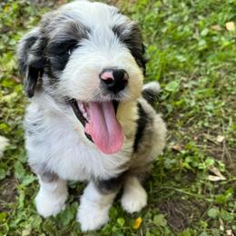 Chevy - Blue merle male Aussiedoodle puppy in Churchville, New York from Bluebird Family Farm