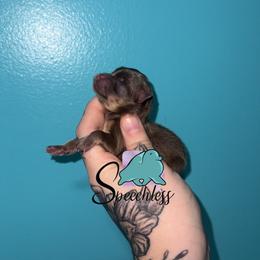 Hades - Chocolate and tan male Pomeranian puppy in Perry County, Ohio from Speechless Pom’s