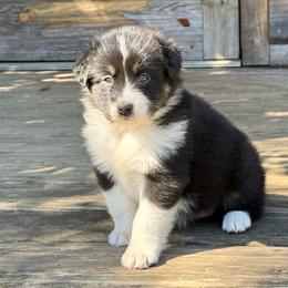 Lexie Enelow - Black & white female Australian Shepherd puppy in Statesville, North Carolina from Charming Australian Shepherds