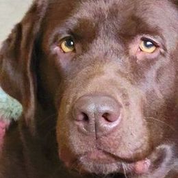 Hermione - Labrador Retriever